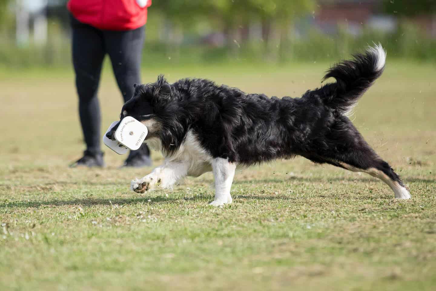 FCI Obedience UK Dog sprt